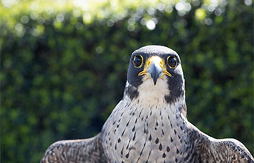 Falcon face