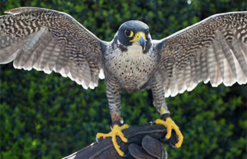 falcon wingspan