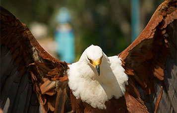 fish eagle wingspan