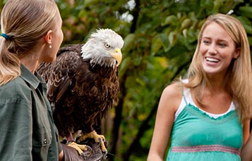 A zookeeper with an eagle