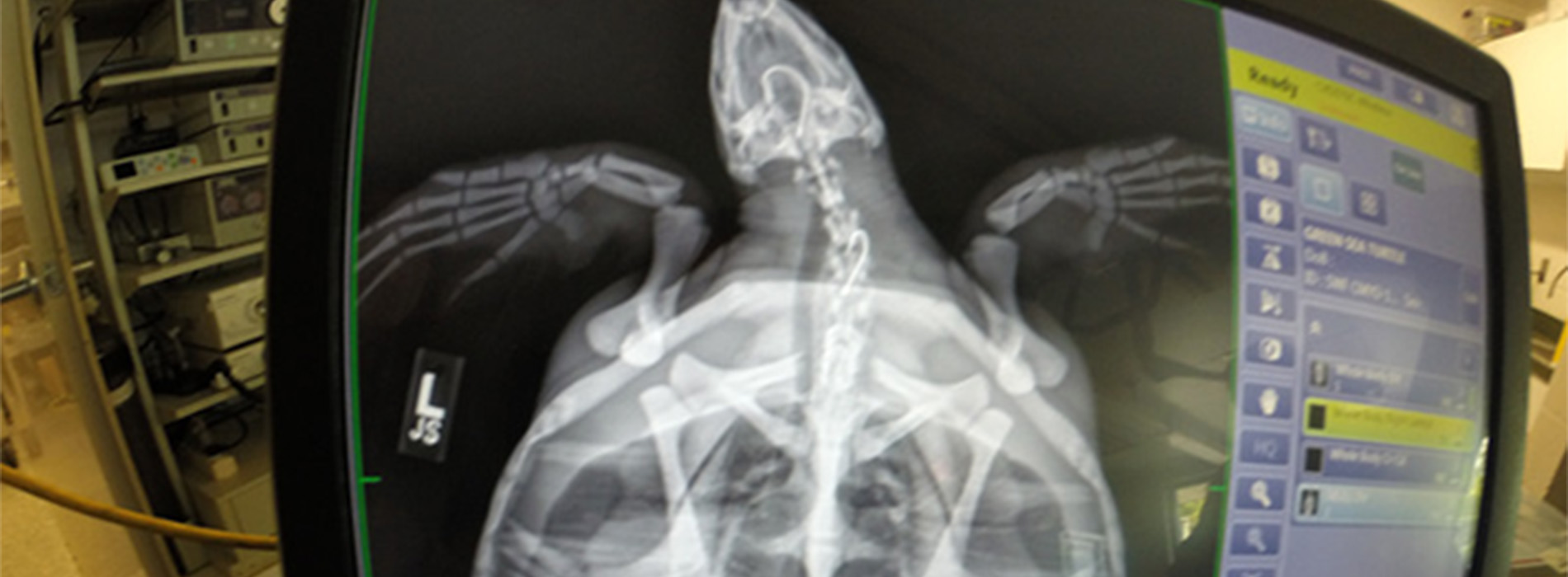 X-ray of turtle