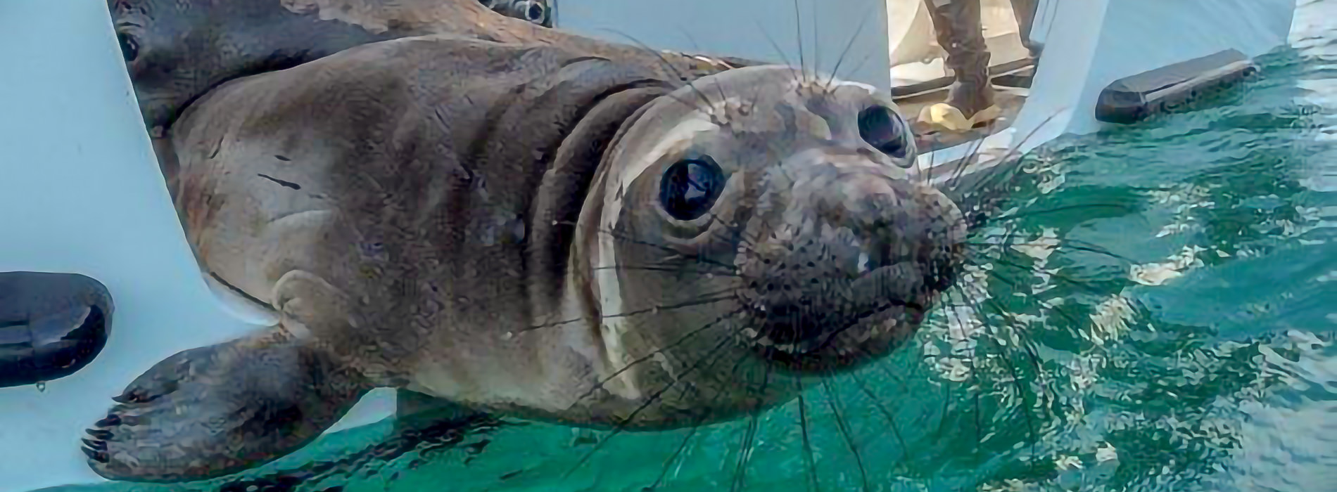 Seal being released from SeaWorld Rescue