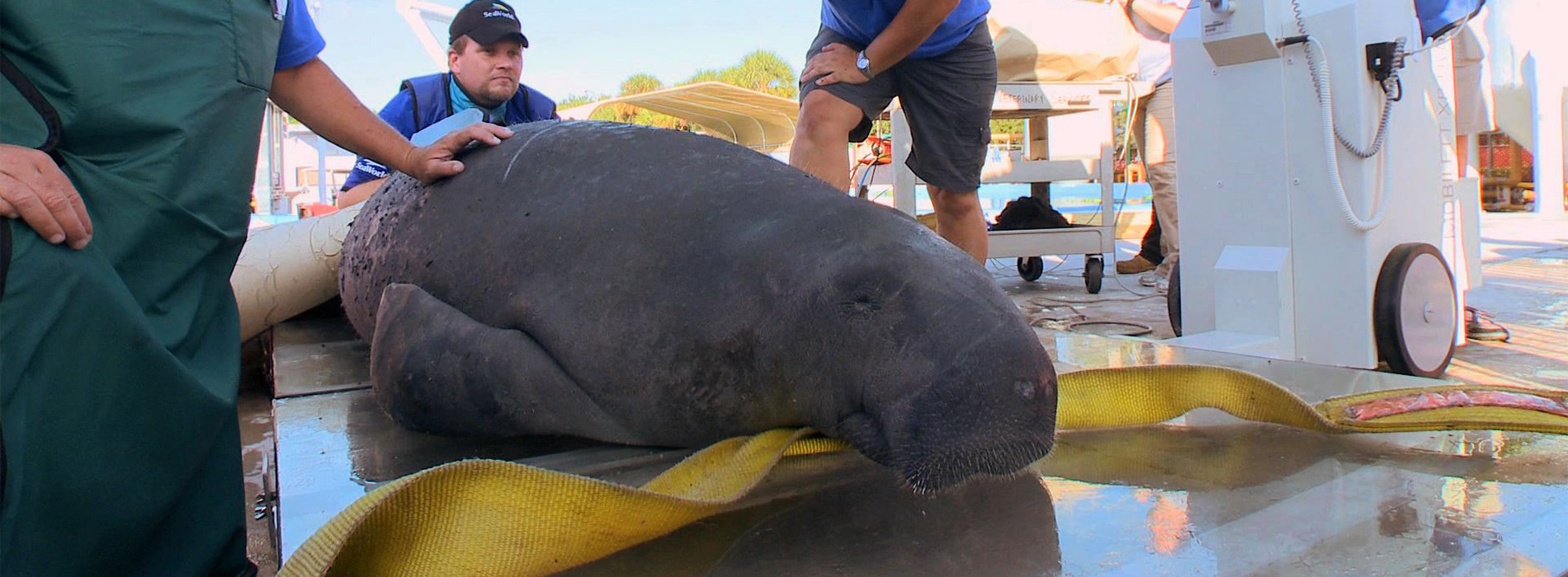 Manatee during rescue 