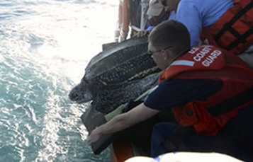 Sea Turtle leaning over boat being held by rescue team