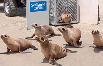 Sea lions being released on a beach