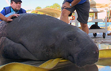 Manatee during rescue 