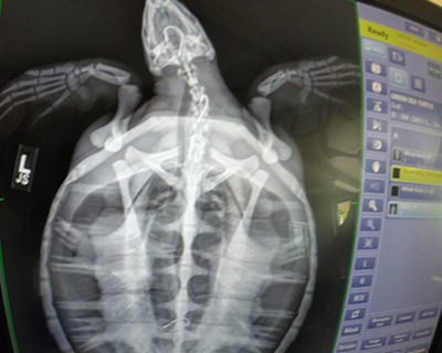 X-ray image of a sea turtle