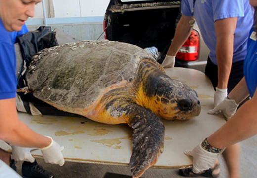 Rescue staff carry a sea turtle on a board