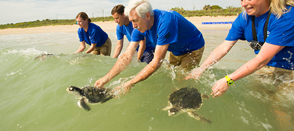A rescue team releases sea turtles into the water