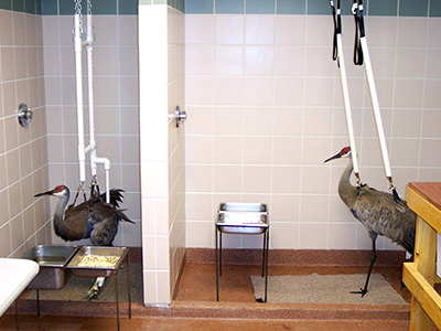 Two birds in a rehabilitation facility