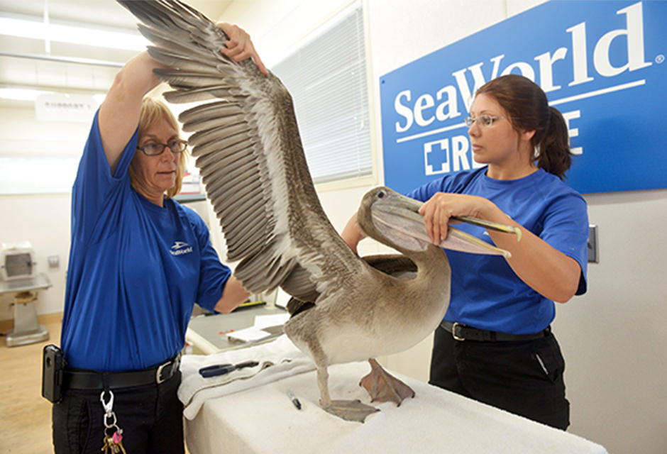 Rescue staff examine a pelican's wing