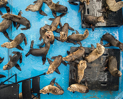 A large group of pinnipeds in a rehabilitation pool, viewed from above