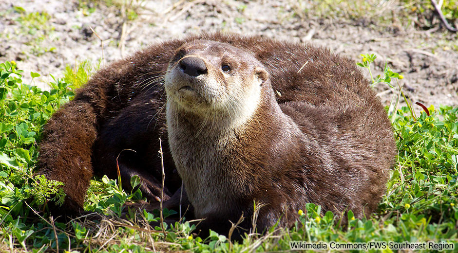 An otter lies in grass