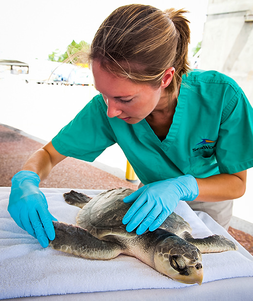 A veterinarian examines the pectoral flipper of a young sea turtle 