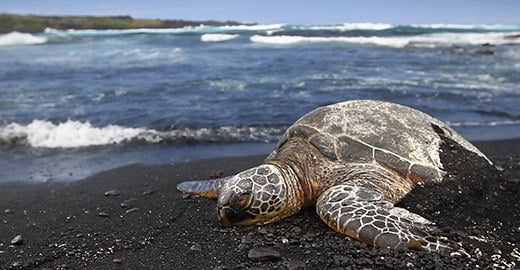 a sea turtle lies on a black sand beach