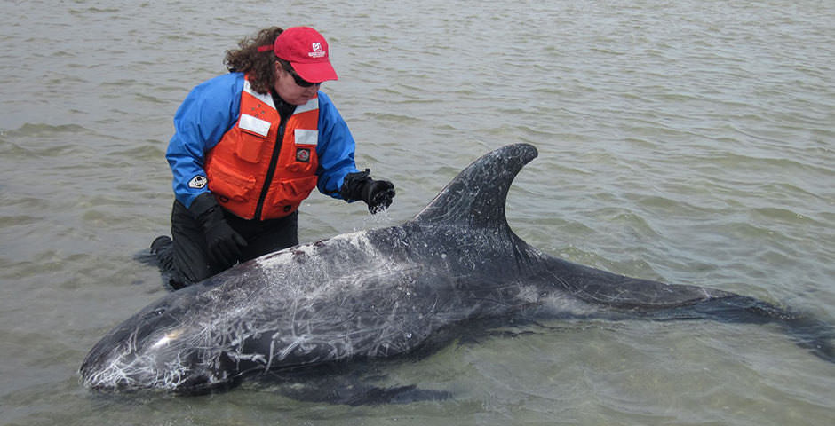 A rescue staff member inspects a stranded dolphin in shallow water