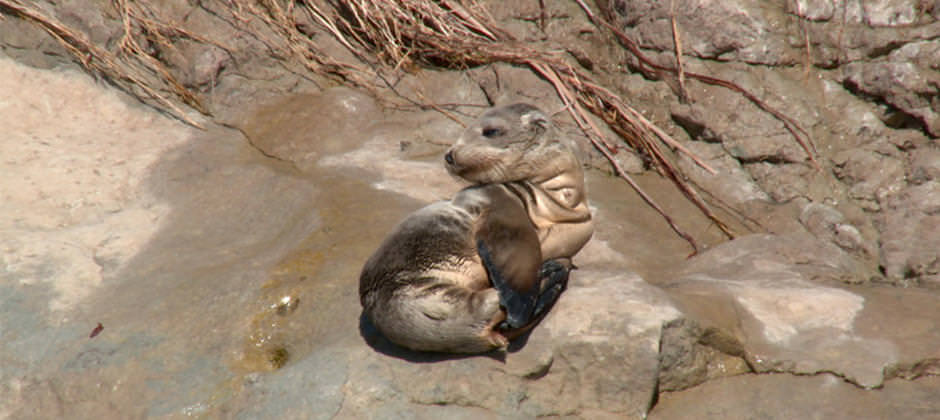 a stranded young pinniped