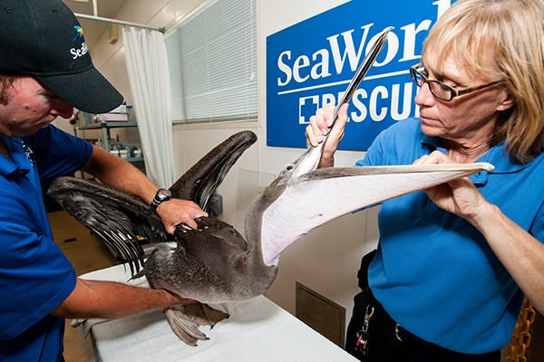 A veterinarian examines a pelican's mouth