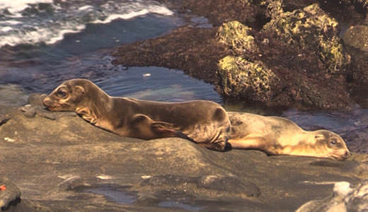 Two stranded young seals