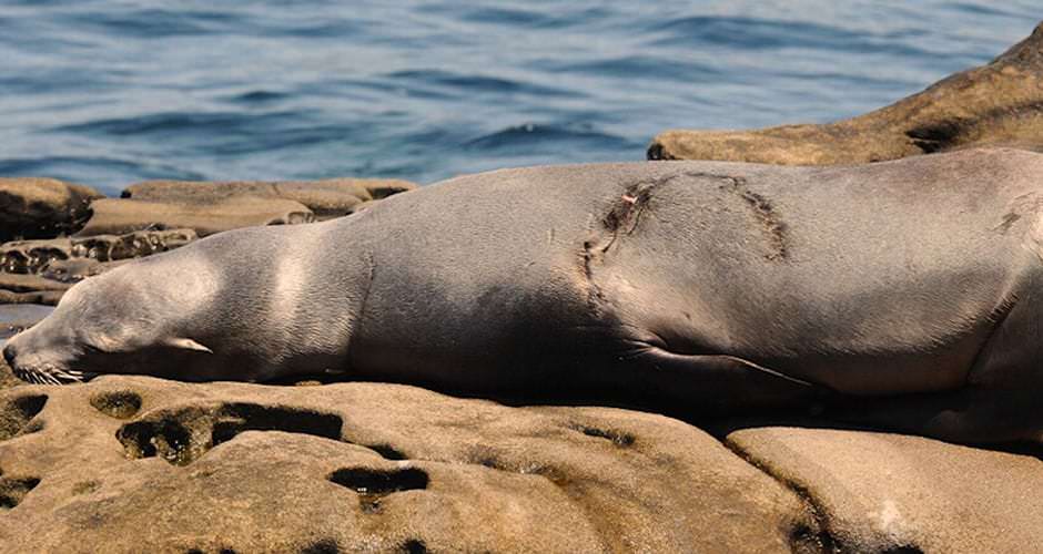 A sea lion with a bite wound lies on a rock