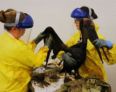 Rescue staff clean an oil-covered bird