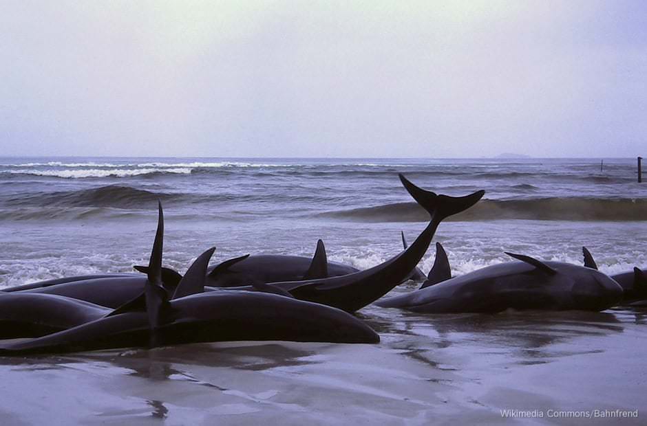 A large group of stranded dolphins on a beach