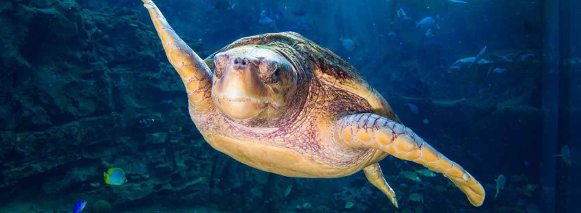 Sea turtle swimming underwater