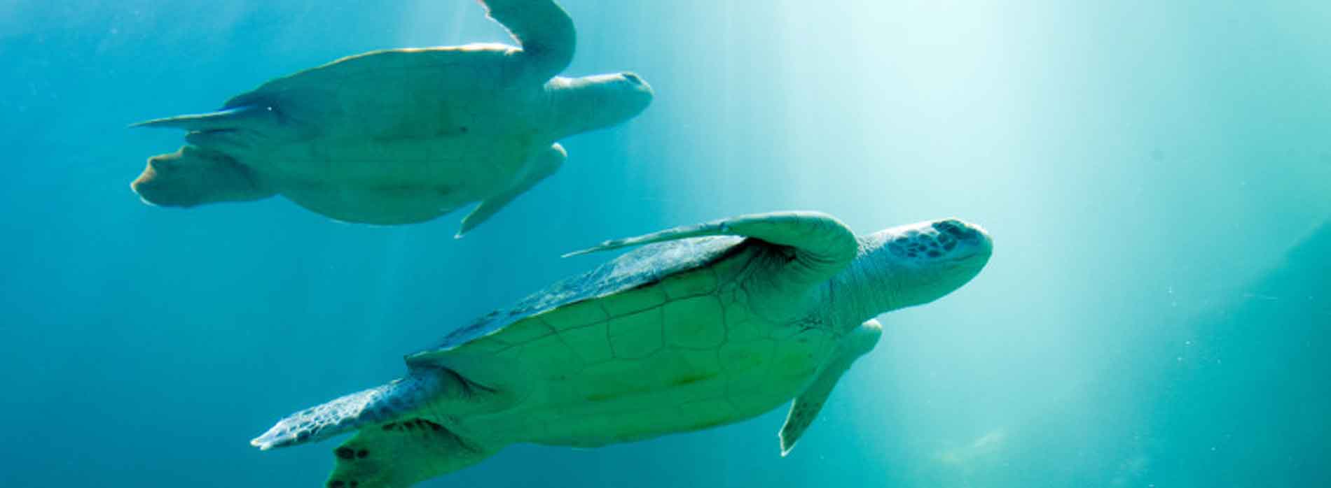 Two sea turtles swimming underwater