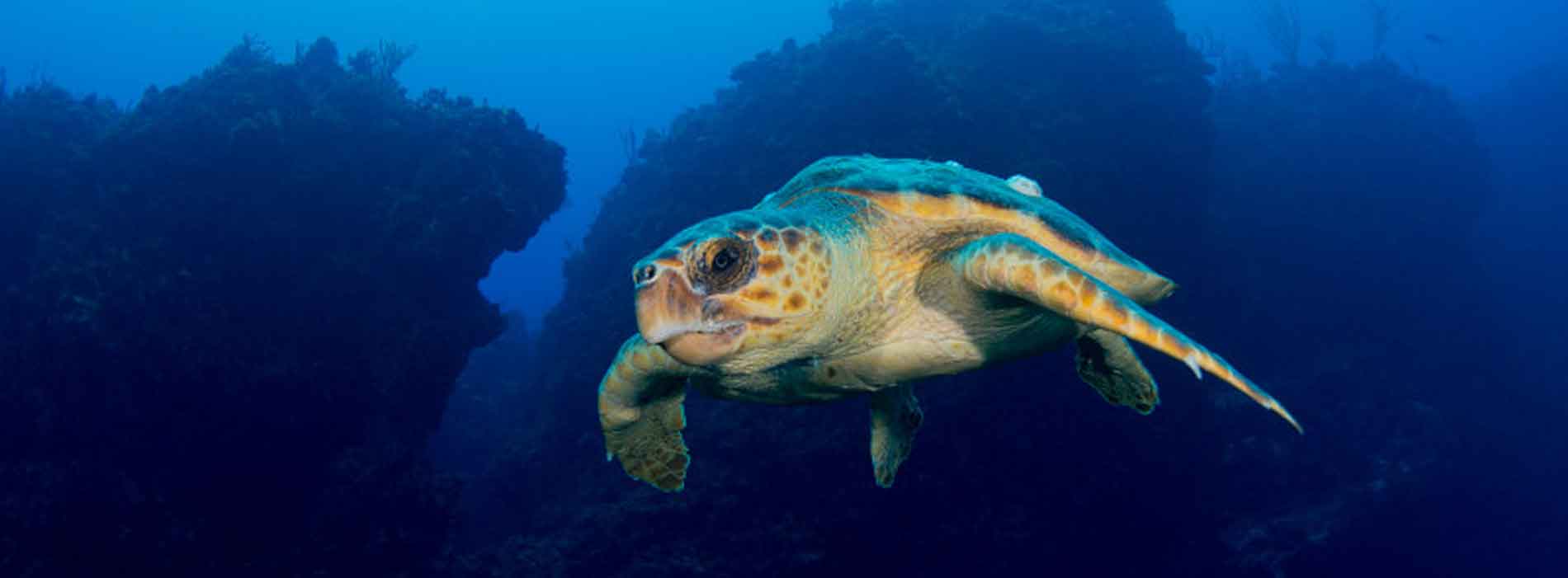Sea turtle underwater in a coral reef