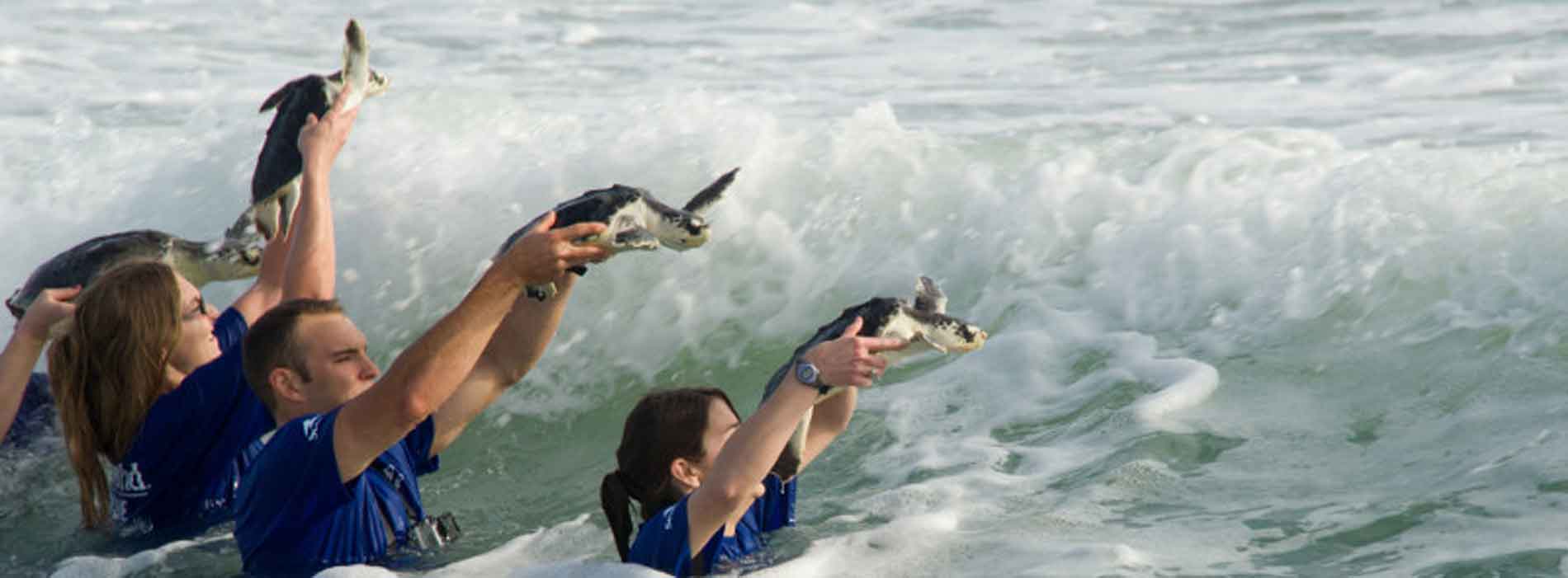 Releasing three sea turtles in the waves