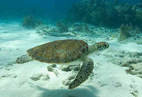 Sea turtle swimming over sand