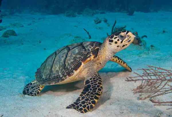 All About Sea Turtles - Adaptations | SeaWorld Parks & Entertainment