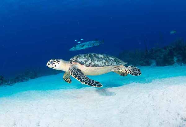 Sea turtle and barracuda