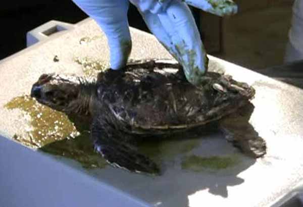 Oiled sea turtle