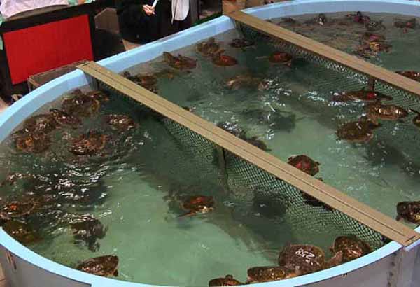 Many rescued sea turtles