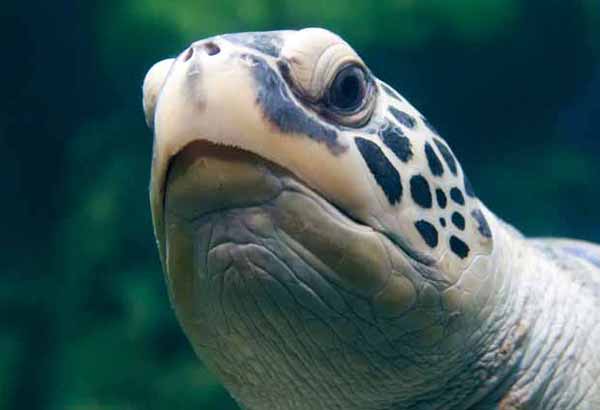 Green sea turtle's mouth