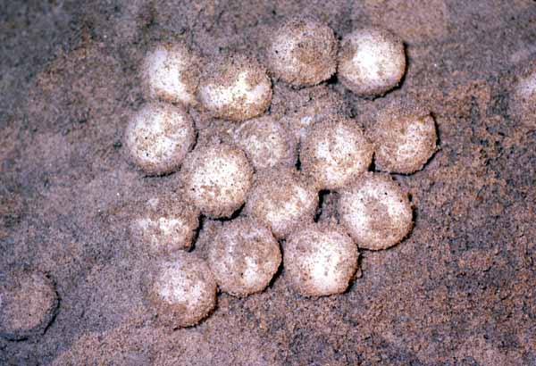 Sea turtle eggs