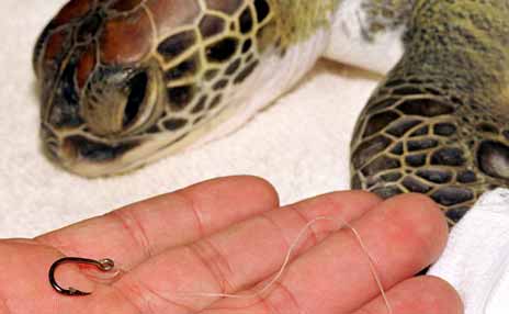 Sea turtle and removed fishing hook