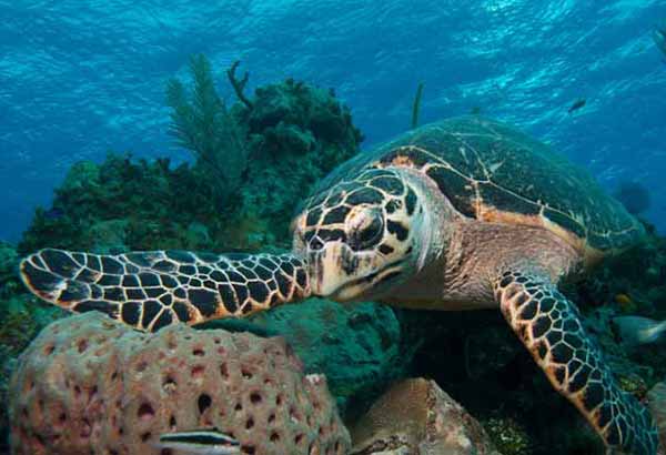 Sea turtle in a shallow coral reef