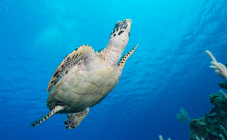 Sea turtle swimming to the surface