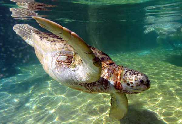 Sea turtle diving