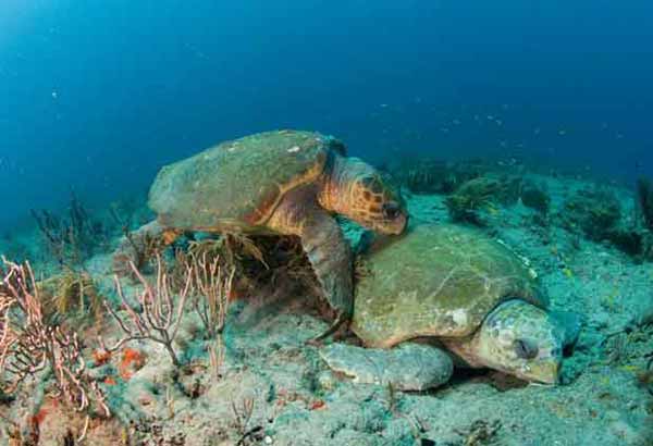 Sea turtle courtship
