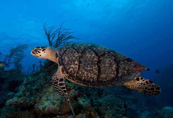 Sea turtle in a coral reef