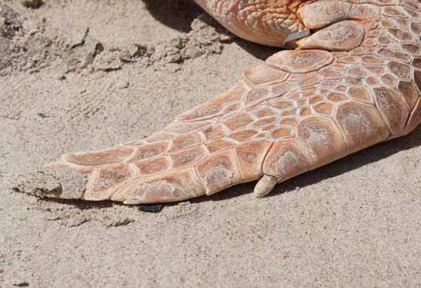Male sea turtle claw