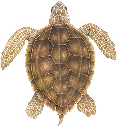 All About Sea Turtles - Scientific Classification | SeaWorld Parks &  Entertainment