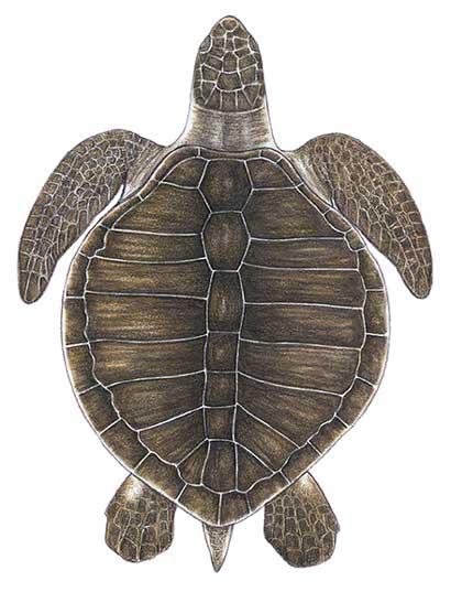 Are green sea turtles vertebrates or invertebrates?