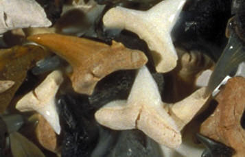 a pile of loose shark teeth of various colors