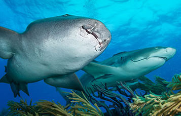 Two sharks swim just over the top of a reef. One of them is passing close to the camera with its ventral surface visible.