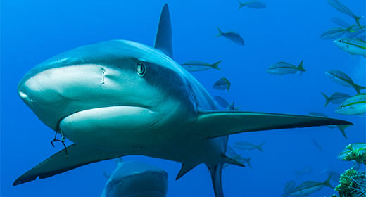 Sharks & Rays - Habitat and Distribution | SeaWorld Parks & Entertainment