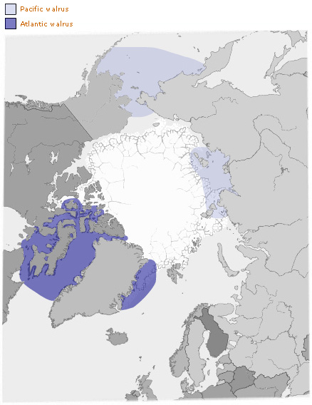 Polar Bear Distribution and Habitat